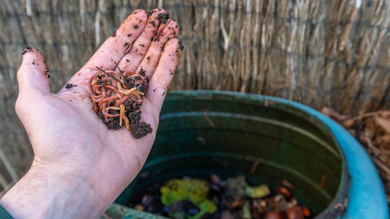 a hand holding worms over a large green bin full of composting scraps