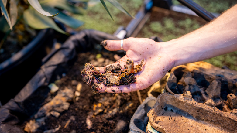 a hand holding compost with earthworms