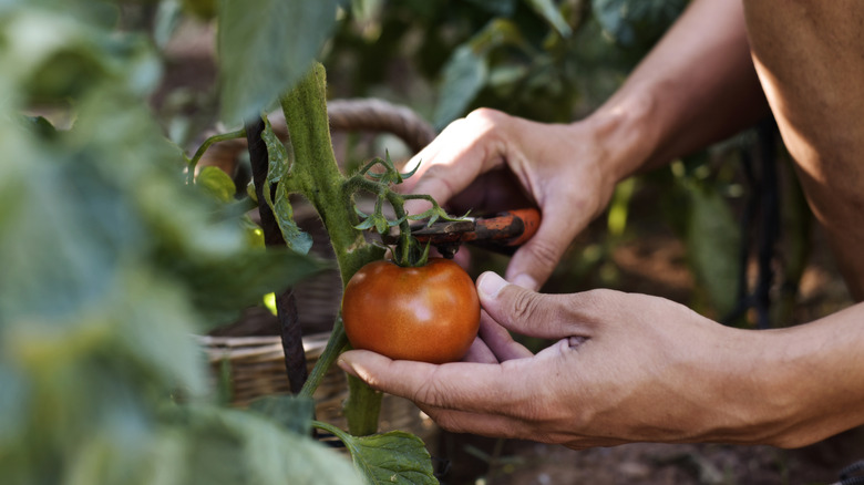 Person plucking a tomato off of a plant