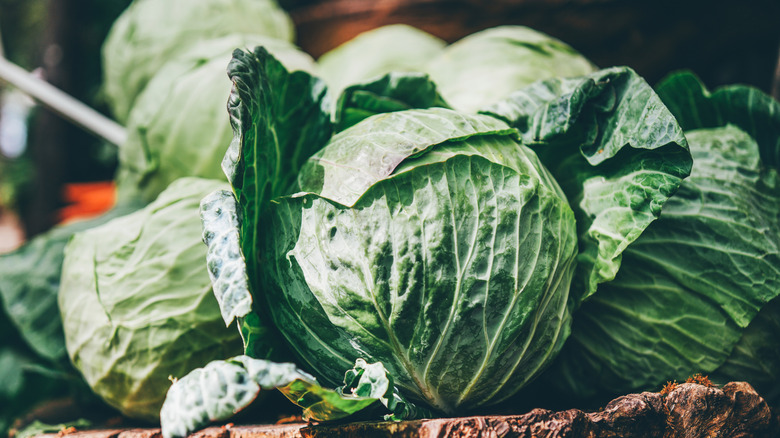 heads of fresh cabbage at farmers market