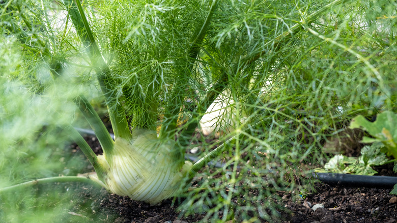 fresh fennel in a home garden