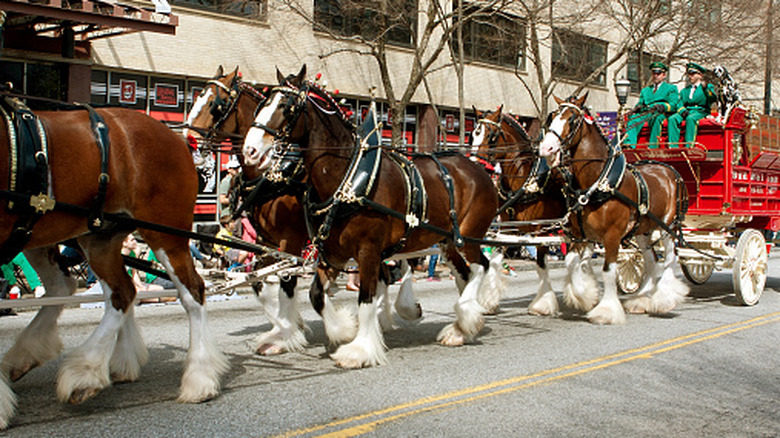The Budweiser Clydesdales marching down the street