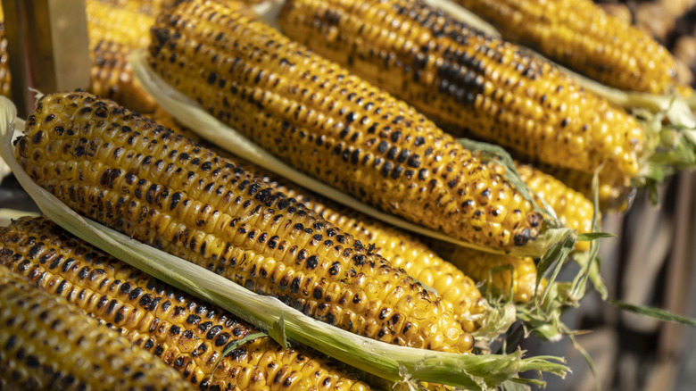 Several ears of grilled corn on the cob