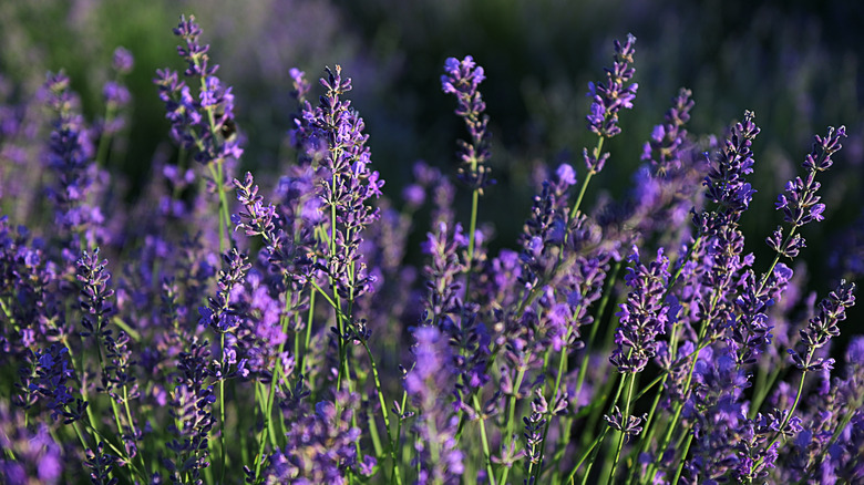 Field of lavender plants