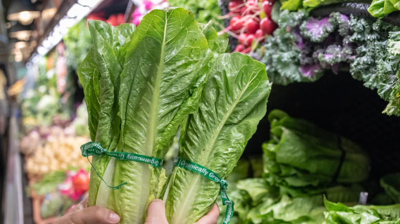woman holding romaine lettuce