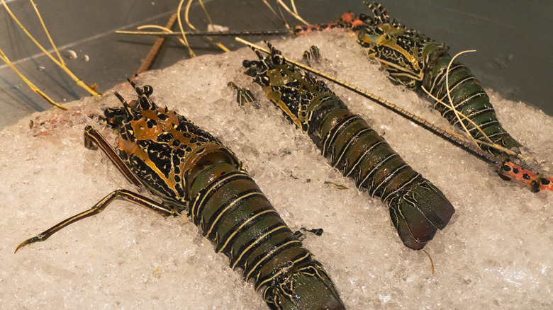 Spiny lobster sitting on ice