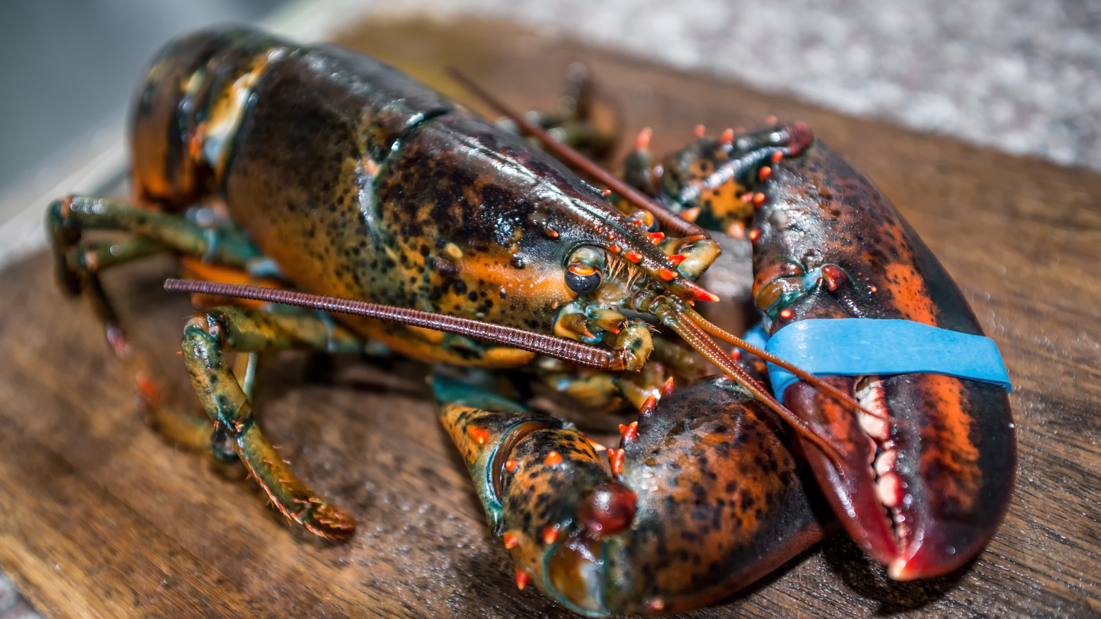 9 Tipps, die Sie beim Kochen von frischem Hummer beachten sollten