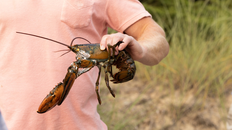 Person in a shirt holding a live lobster