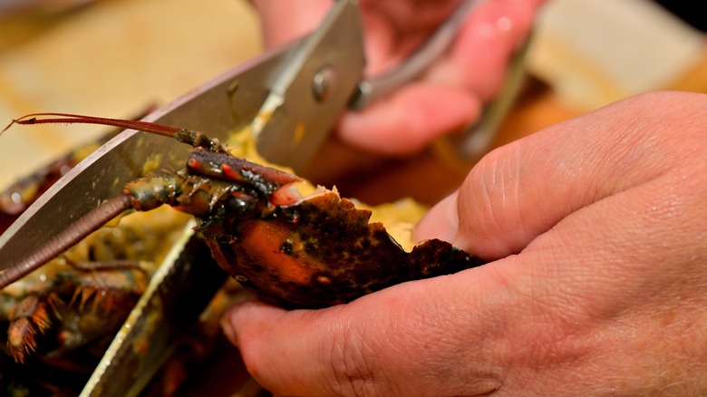 Person cutting a lobster into pieces