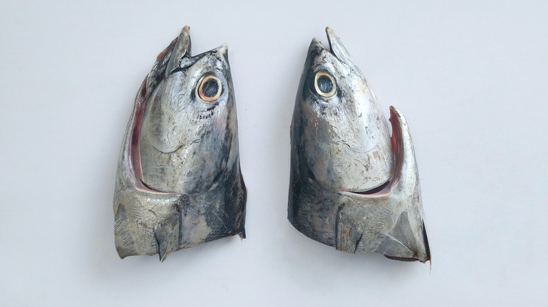 two mackerel heads on white isolated background