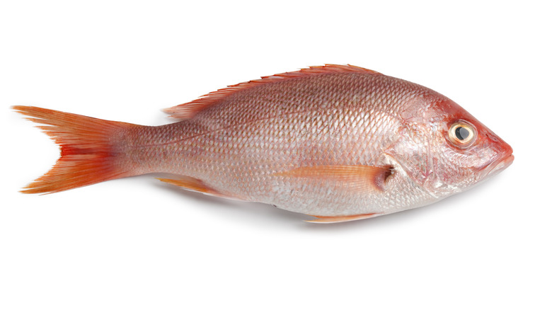 whole fresh red snapper on white isolated background