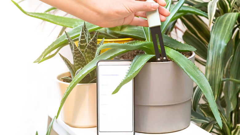 A woman using Bluetooth technology for her indoor plants