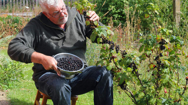 A man sits on a stool while collecting berries