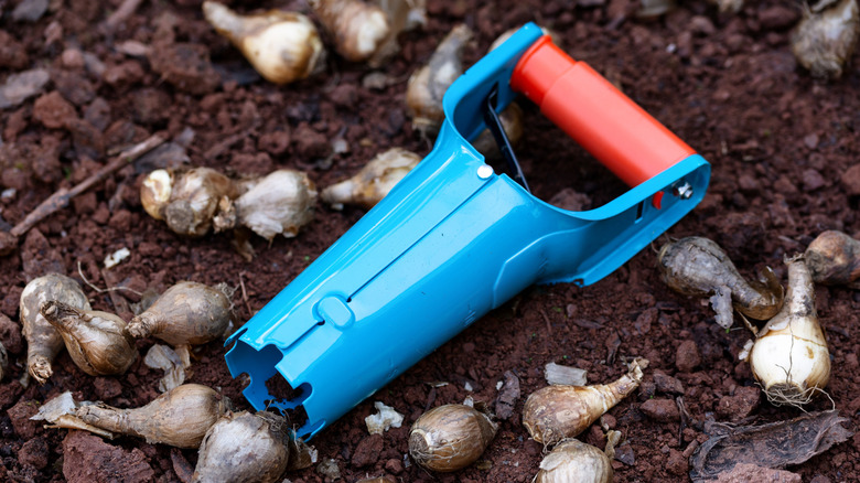 A blue hand bulb planter in the dirt surrounded by daffodil bulbs