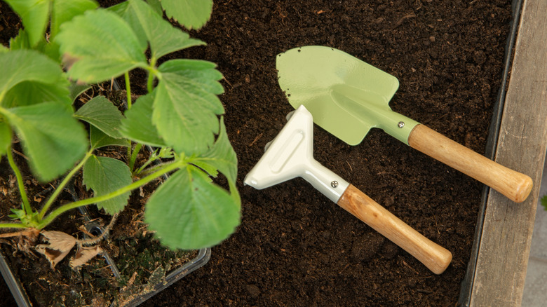 A plastic spade and a small rake in a garden bed and growing leafy plants