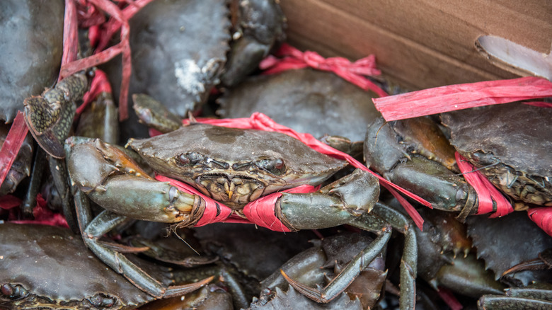 soft-shell crabs with claws tied