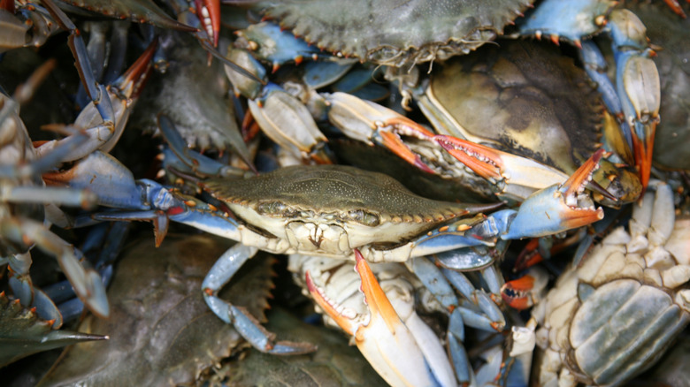 live blue crabs in a pile