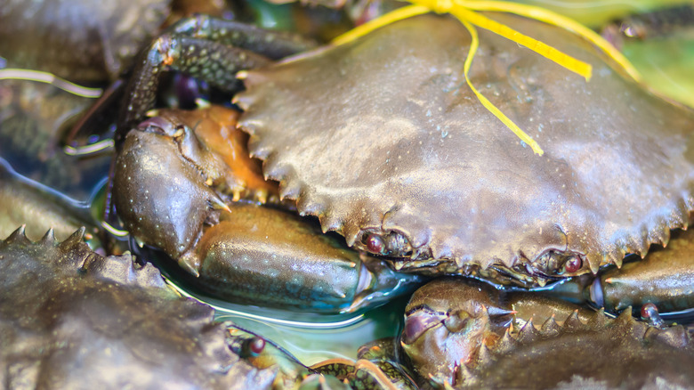 soft-shell crab close up