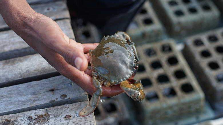 hand holding soft-shell crab