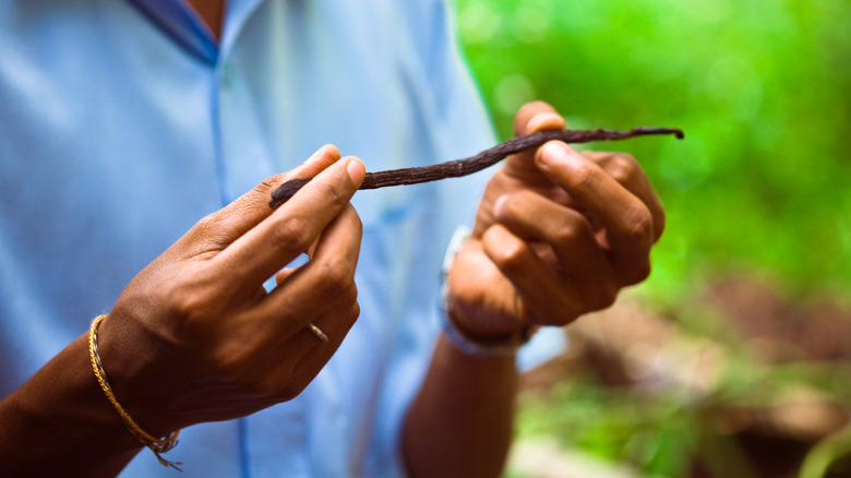 two hands holding vanilla bean stalk