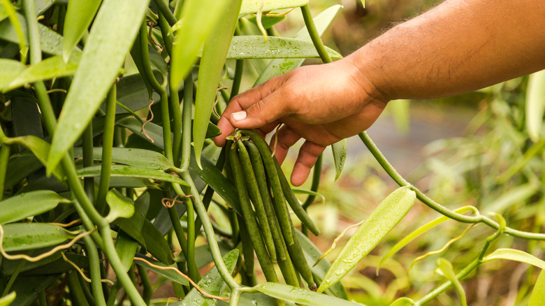 Person grabbing handful of vanilla bean pods