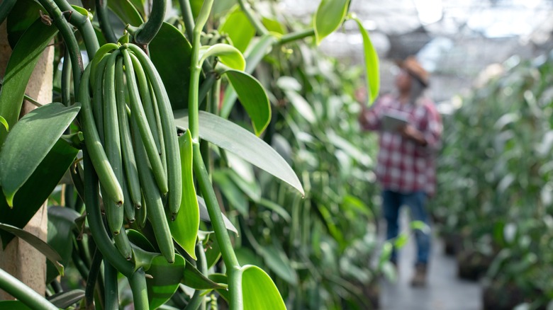 vanilla pods and distant farmer in the background