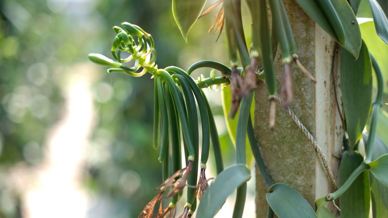 vanilla plant climbing on tree