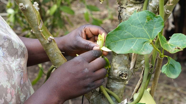 Hands holding open flower to reveal vanilla pods