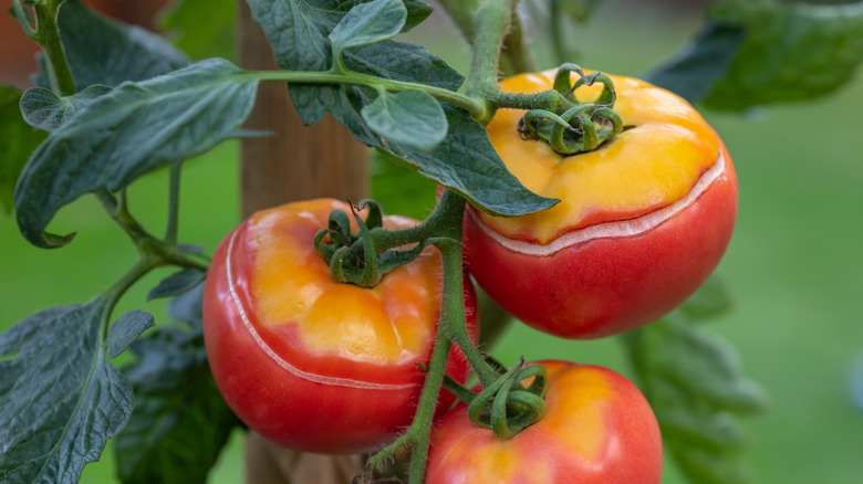 tomatoes with radial cracks around the top