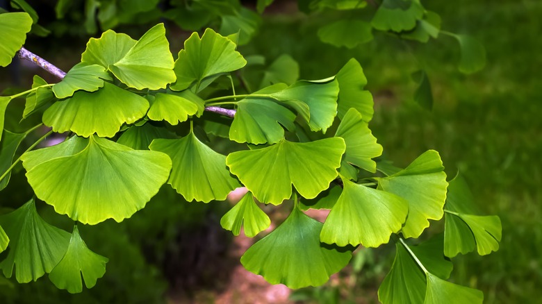 Ginkgo biloba leaves