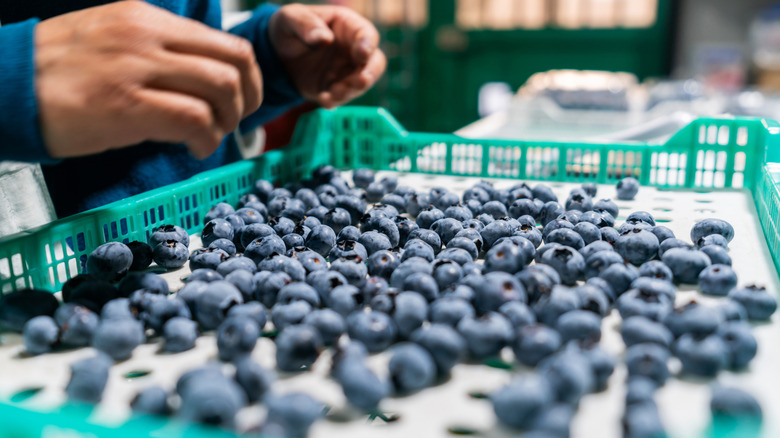 An individual evaluating blueberry quality.