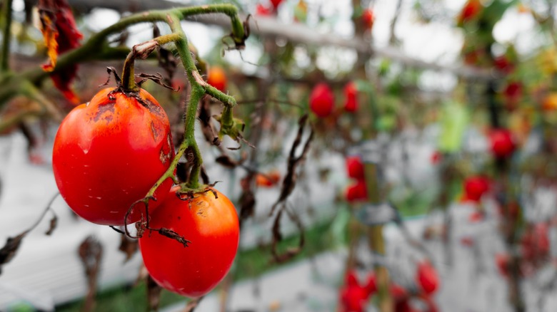 Rotten tomatoes hanging in a vegetable garden.
