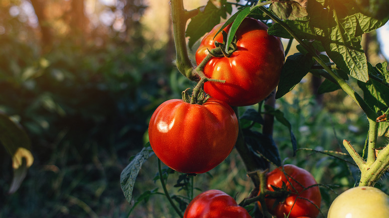 Shiny red tomatoes on a vine in a greenhouse.