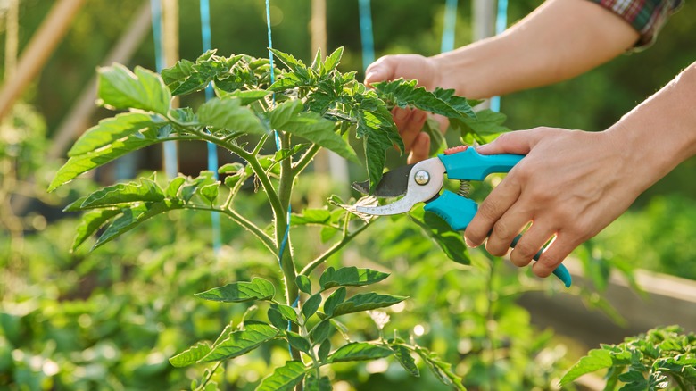 An individual pruning tomato plants in a garden.