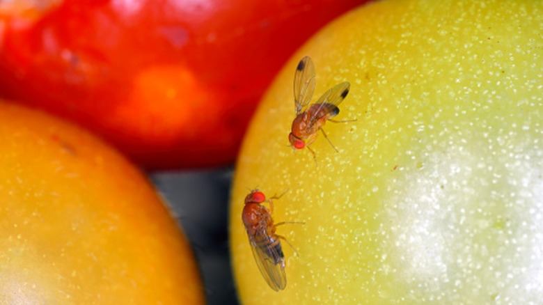 Fruit flies on tomatoes