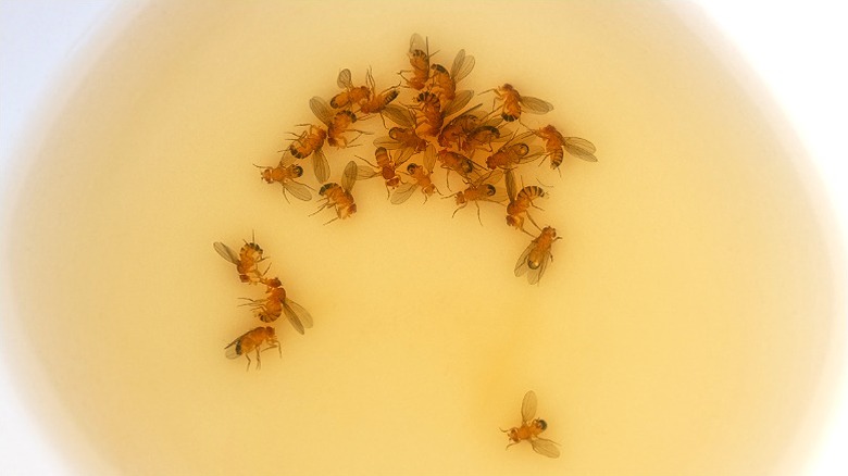 Dead fruit flies in liquid trap