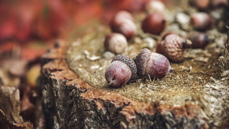 acorns on a stump in the forest
