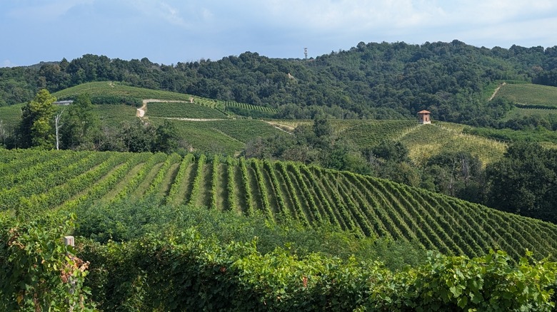 vineyards and rolling hills of Alto Piemonte, Italy