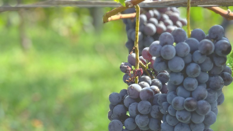 Nebbiolo grapes in a vineyard