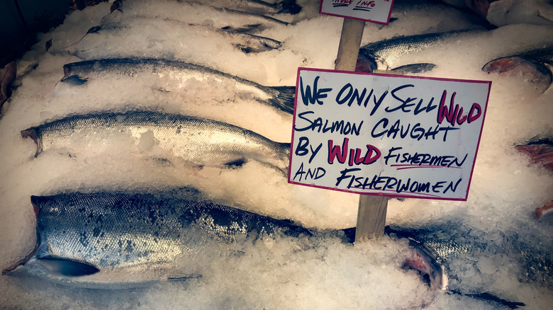 Salmon on ice at market with handwritten sign proclaiming it only sells wild salmon.