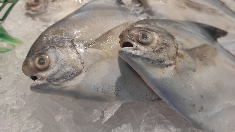 Frozen fish on ice at store
