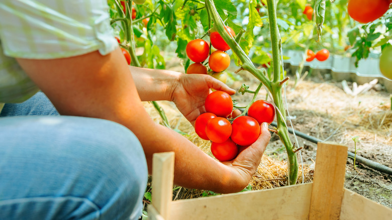 person picking fresh tomatoes