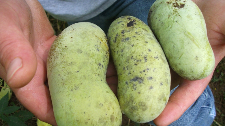 Pawpaw fruits in hands