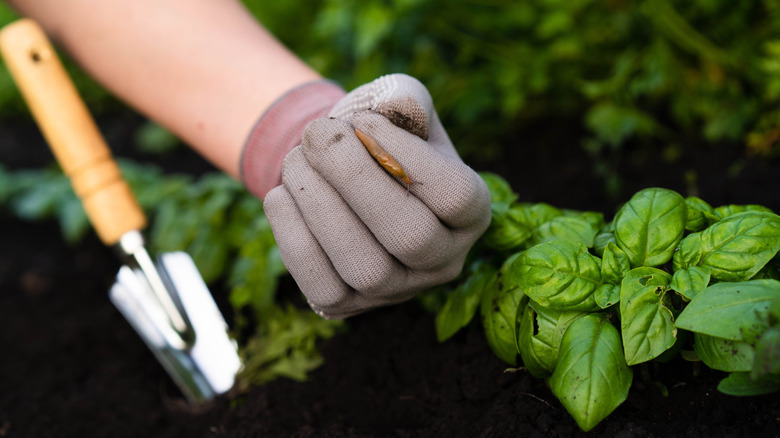 Garden slugs on arugula plant