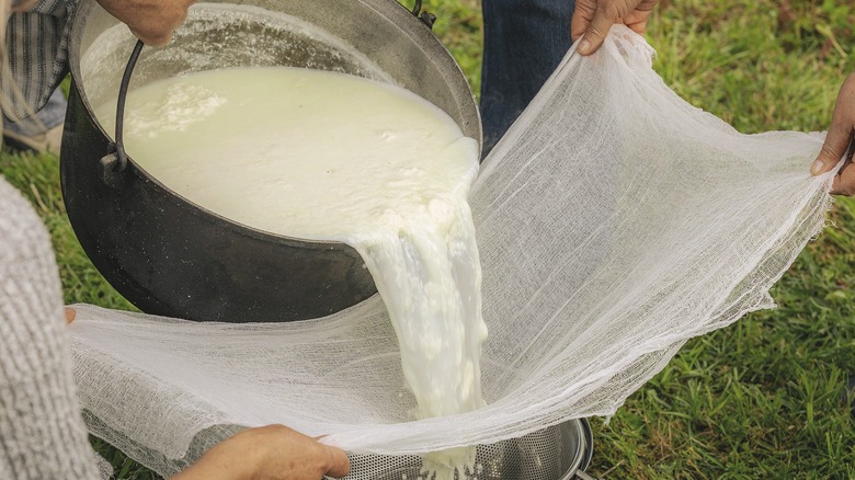curds and whey being filtered through a cheese cloth