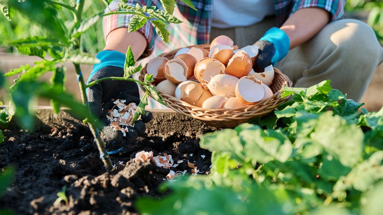 Gardener sprinkles eggshells into their garden beds