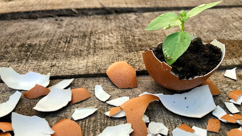 Eggshell swith soil being used for seedling
