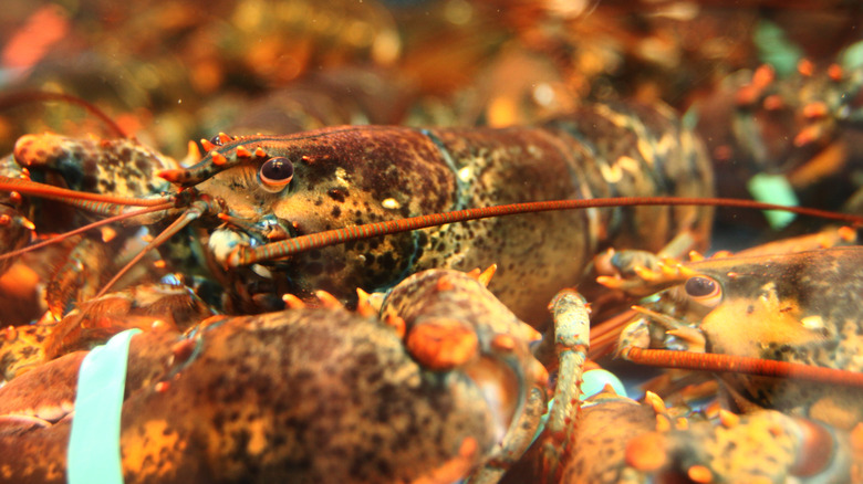 A lobster offered in a supermarket in Charlottetown, Canada.