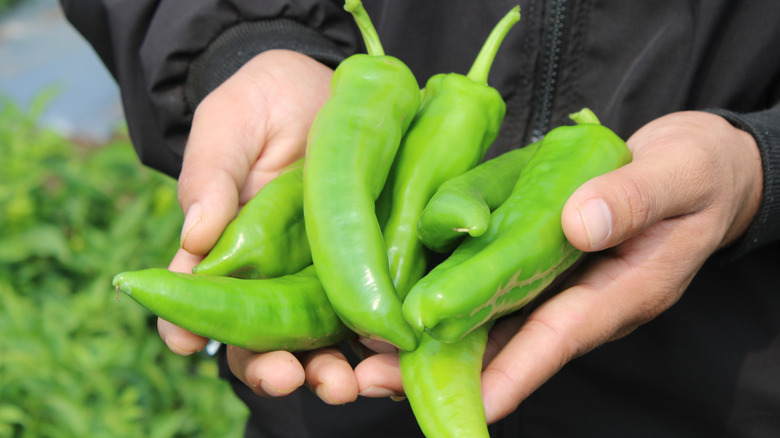 Person holding green Hatch chiles