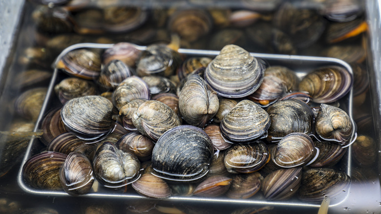 fresh clams displayed